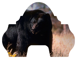 Black Bear